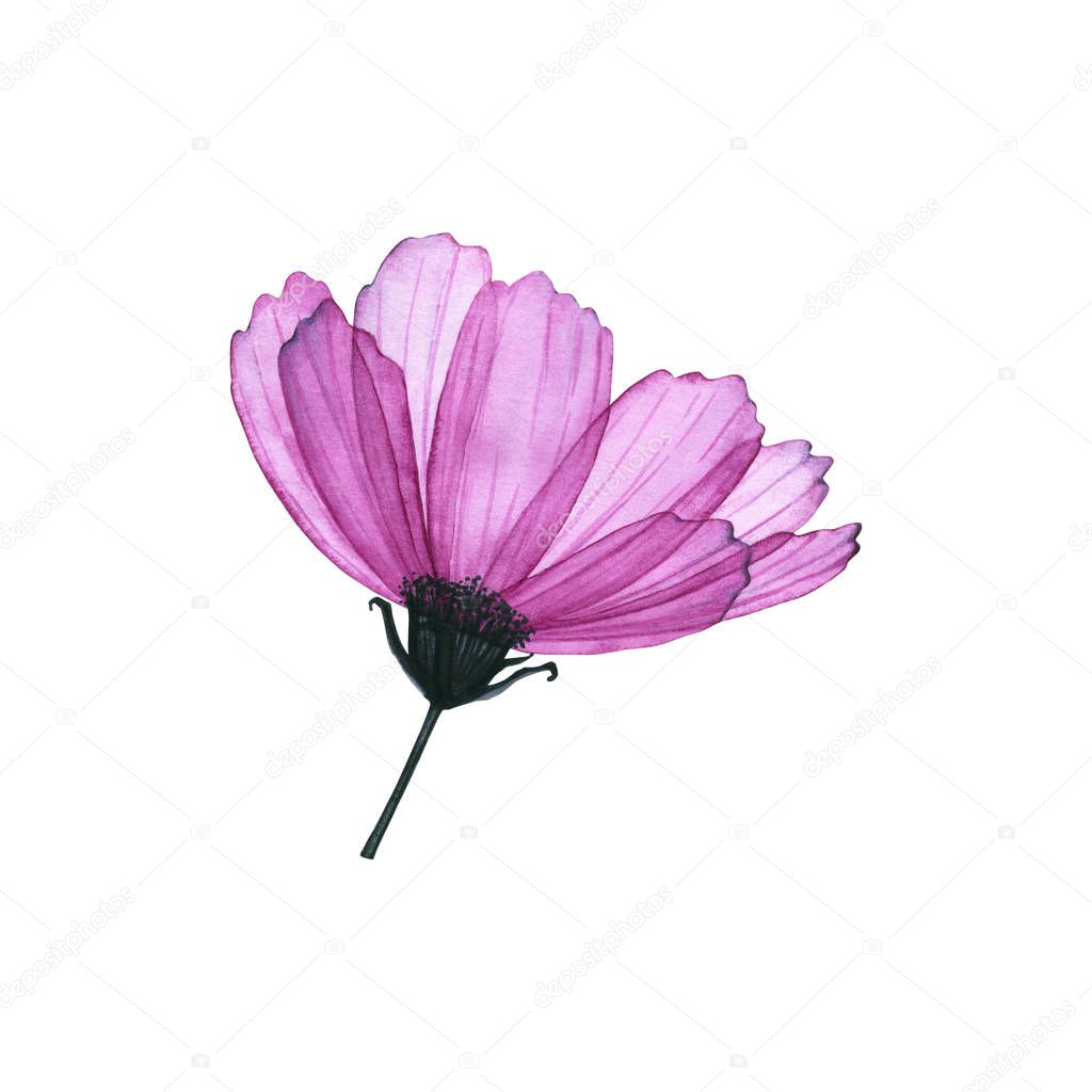 Watercolor transparent cosmos flower. Hand drawn illustration isolated on white. Floral icon is perfect for greeting card, romantic wallpaper, fabric textile, floristic workshop design, logo, label