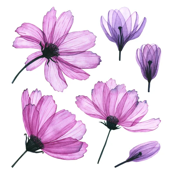 Watercolor transparent cosmos and crocus flowers. Hand drawn illustration isolated on white. Set of floral icons is perfect for greeting card, wallpaper, fabric textile, floristic workshop design
