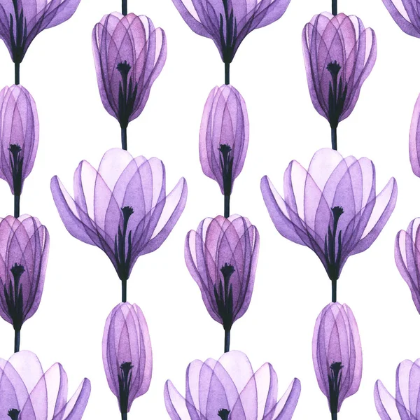 Seamless Pattern Watercolor Transparent Crocus Flowers Hand Drawn Illustration Isolated — 스톡 사진