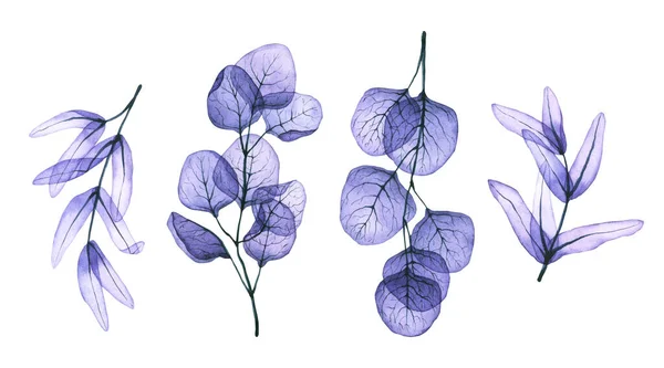 Akvarell Genomskinliga Grenar Med Blad Handritad Illustration Isolerad Vitt Set — Stockfoto