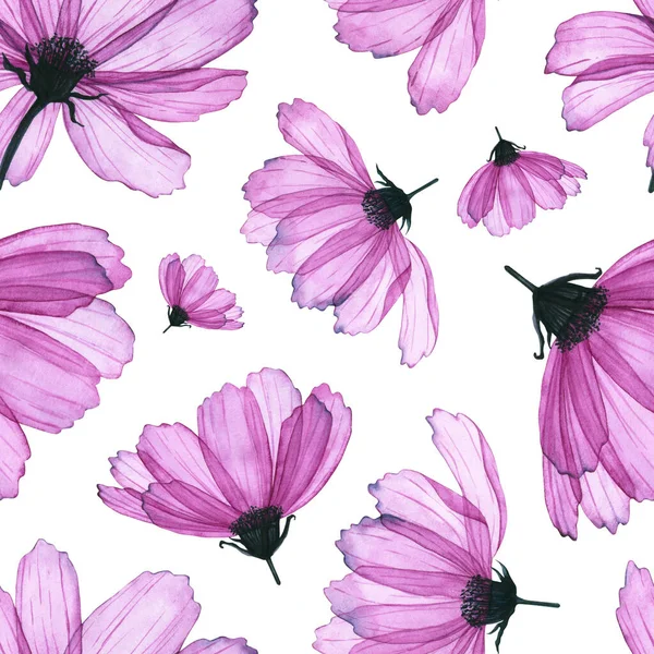 Seamless pattern with watercolor transparent cosmos flower. Hand drawn illustration isolated on white. Floral template is perfect for greeting card, wallpaper, fabric textile, wrapping paper