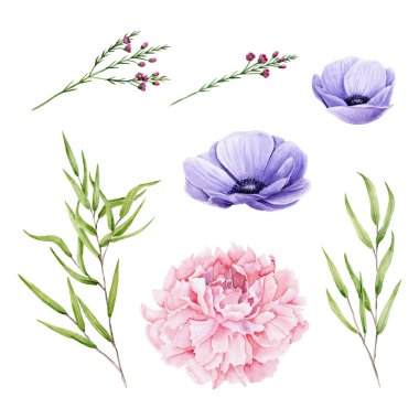 Suluboya şakayık, şakayık, okaliptüs nikolili filizi ve beyaza izole edilmiş chamelaucium. Çiçekler ve yapraklar düğün davetiyesi, tebrik kartı, klasik tasarım ve kumaş için mükemmel.