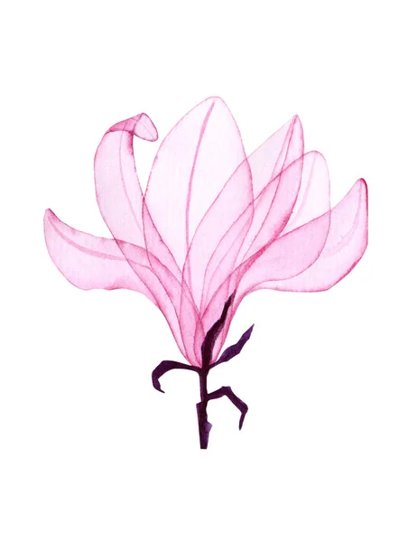 Aquarell Magnolie Transparente Blume Handbemalte Magnolie Perfekt Für Kartenherstellung Und — Stockfoto