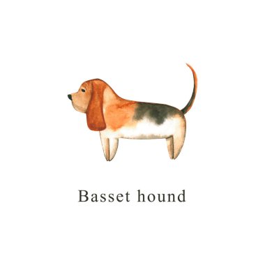 Suluboya köpek. El çizimi beyaza izole edilmiş. Boyanmış basset av köpeği hayvan tasarımı, hayvan dükkanı, veteriner kliniği, kumaş tekstil, bebek baskısı, iç kaplama, duvar kağıdı için mükemmeldir.