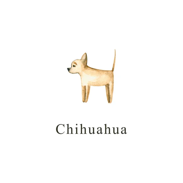 Cão Aquarela Ilustração Desenhada Mão Isolada Branco Chihuahua Pintado Perfeito — Fotografia de Stock