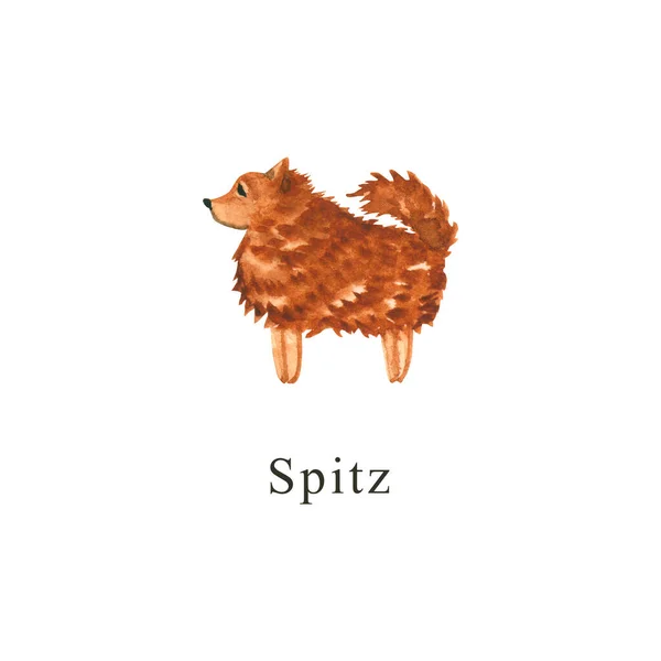 Een Aquarelhond Handgetekende Illustratie Geïsoleerd Wit Geschilderde Spitz Perfect Voor — Stockfoto