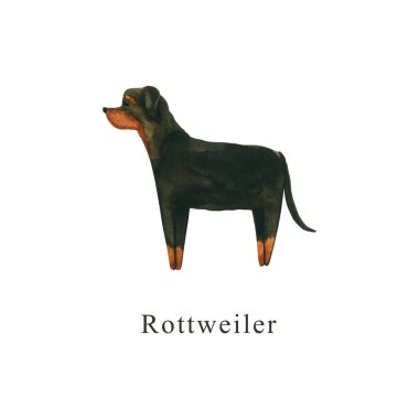 Suluboya köpek. El çizimi beyaza izole edilmiş. Boyanmış rottweiler hayvan tasarımı, hayvan dükkanı, veteriner kliniği, kumaş tekstili, bebek bezi baskısı, iç poster için mükemmel.