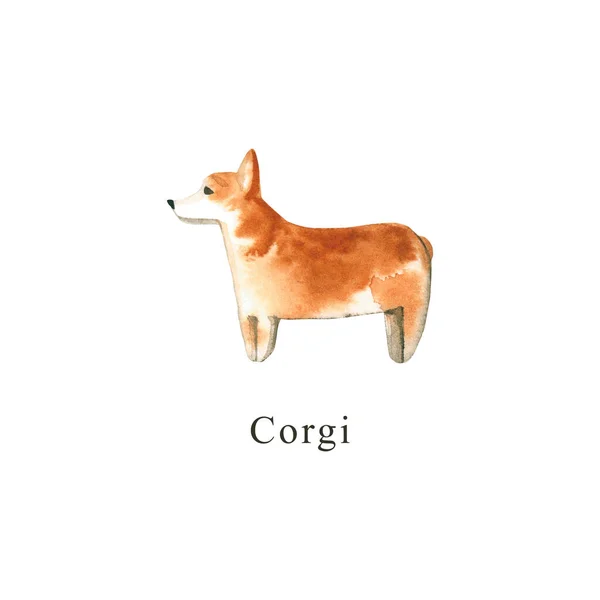 Cão Aquarela Ilustração Desenhada Mão Isolada Branco Corgi Pintado Perfeito — Fotografia de Stock