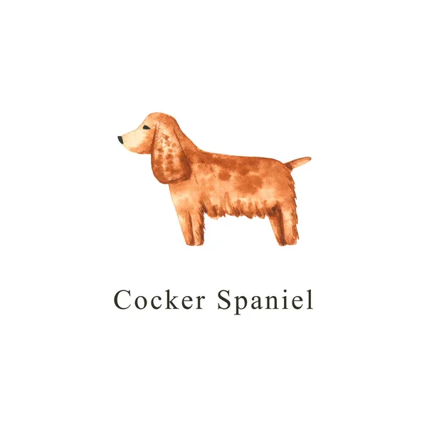 Cão Aquarela Ilustração Desenhada Mão Isolada Branco Cocker Pintado Spaniel — Fotografia de Stock