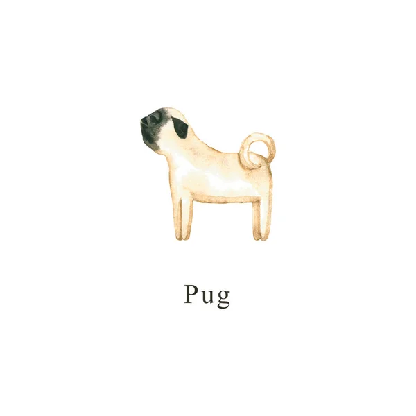Cão Aquarela Ilustração Desenhada Mão Isolada Branco Pug Pintado Perfeito — Fotografia de Stock
