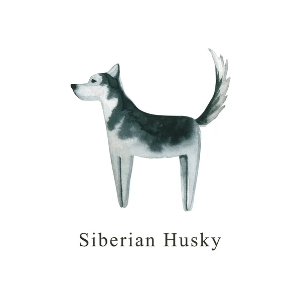 Aquarell Hund Handgezeichnete Illustrationen Sind Isoliert Auf Weiß Bemalter Siberian — Stockfoto