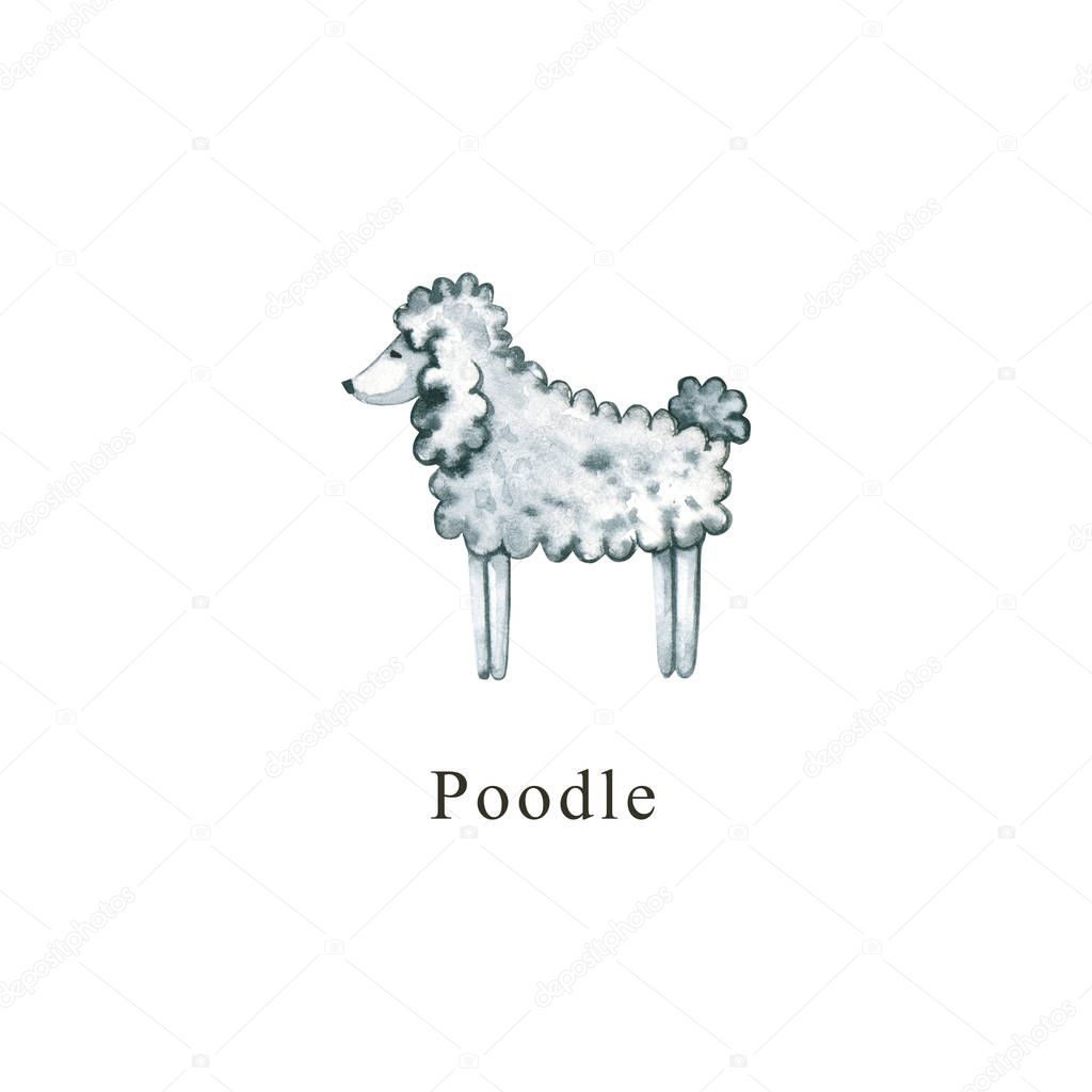 Watercolor dog. Hand drawn illustration is isolated on white. Painted Poodle is perfect for animal design, pet shop, veterinary clinic, fabric textile, baby print, interior poster, wallpaper