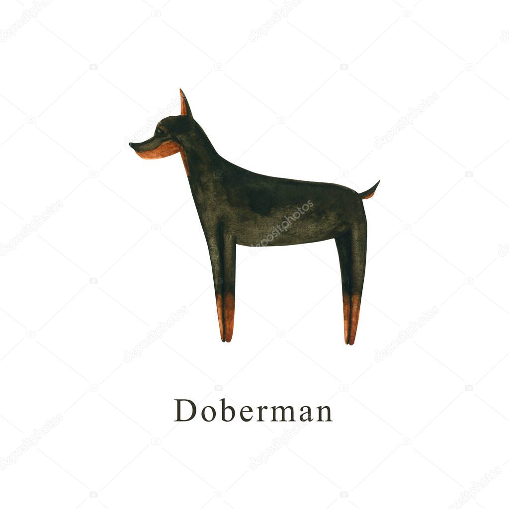Watercolor dog. Hand drawn illustration is isolated on white. Painted doberman is perfect for animal design, pet shop, veterinary clinic, fabric textile, baby cloth print, interior poster