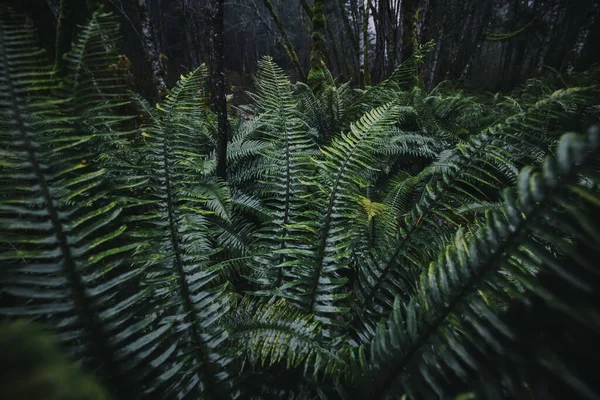 Fern ormanlarında