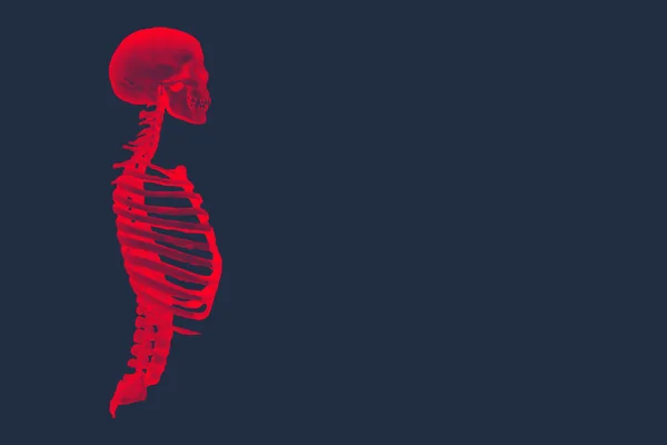 Половина Скелета Тела Анатомия Рендеринга Половина Скелета Тела Анатомия Рендеринга — стоковое фото