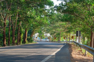 Kavisli dağ yolu ağaçların arasından geçiyor..