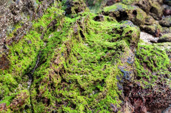 Algas Verdes Roca Como Fondo — Foto de Stock