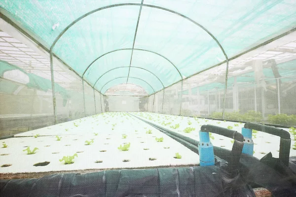 養液栽培の野菜作物のための温室 — ストック写真