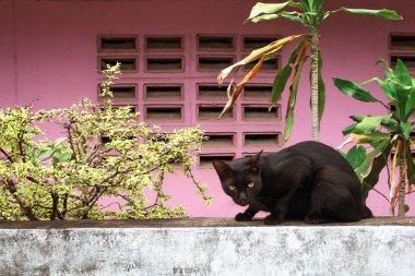 Pembe duvar ile siyah yerli kedi