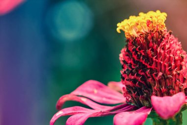 Polen çiçek ile odak ışık ve mavi yeşil arka planı kapat