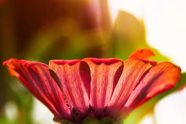 Rosa blomma med morgonsolen — Stockfoto
