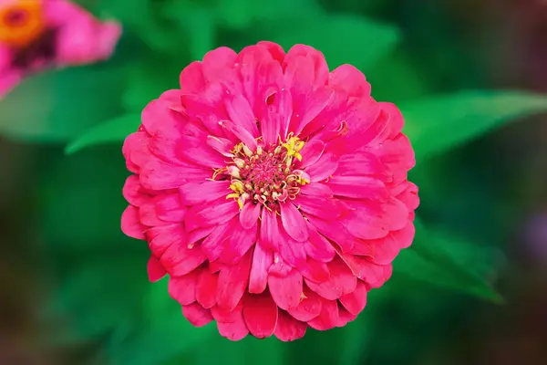 Pink flower and green background