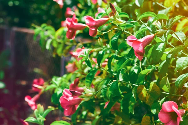 Rosa blommor och gröna blad med morgonsolen — Stockfoto