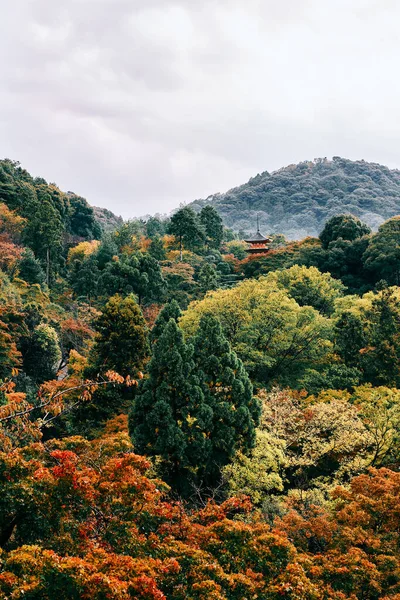 京都市 2019年11月11日 清水寺の庭は京都市にあります — ストック写真