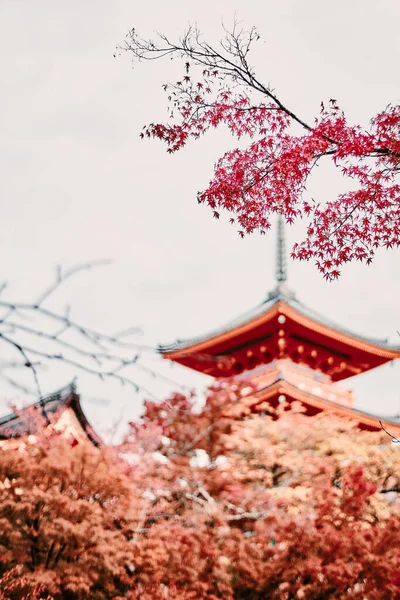 Kırmızı Akçaağaç Kiyomizu Dera Tample Kyoto Japan — Stok fotoğraf