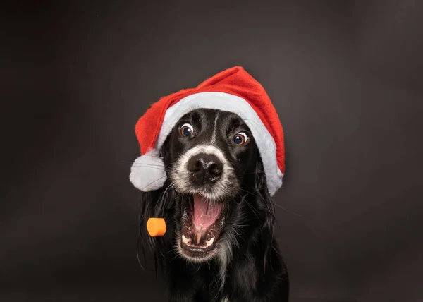 Kırmızı ve beyaz Noel Baba şapkası takan, mutlu, heyecanlı bir ifadeyle siyah bir İrlandalı Setter köpeğinin Noel portresi..