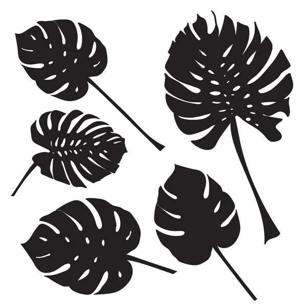 Silueta de hojas de monstera tropical. Negro aislado sobre fondo blanco — Vector de stock