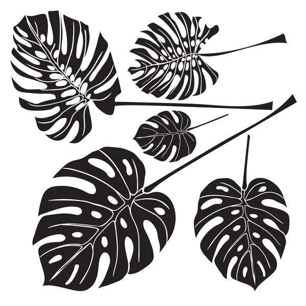Sziluettjét trópusi monstera levelek. Fekete elszigetelt fehér background — Stock Vector