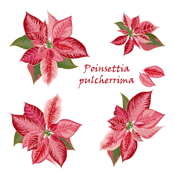 Set Poinsettia bloemen in roze, rode kleur — Stockvector