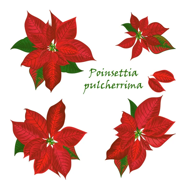 Set Poinsettia bloemen in rode kleur — Stockvector