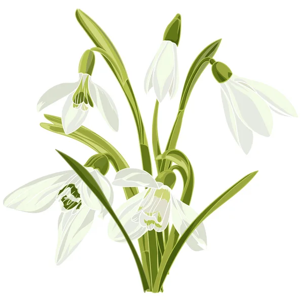 Set de hermosas flores de nieve — Archivo Imágenes Vectoriales