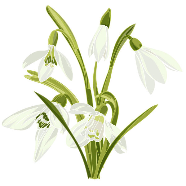 Set beautiful snowdrop flowers