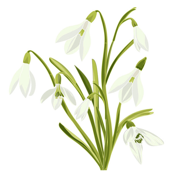 Set beautiful snowdrop flowers
