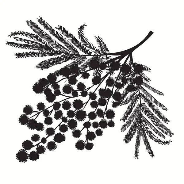 Branche de mimosa dessinée à la main. Silhouette noire sur fond blanc — Image vectorielle