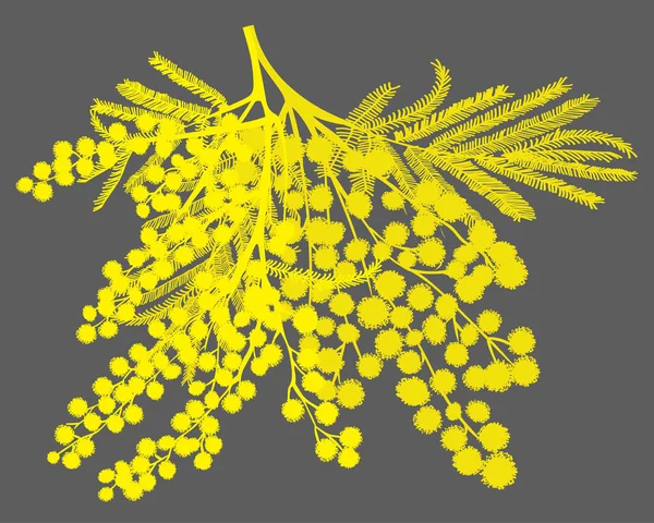 Branche de mimosa dessinée à la main. Silhouette jaune sur fond gris — Image vectorielle