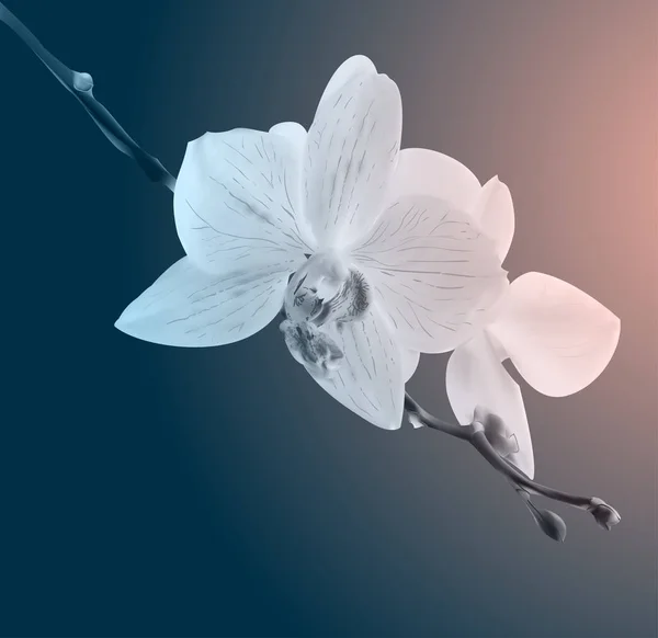 아름 다운 난초 꽃입니다. 빈티지 카드입니다. 슬픈 기분. — 스톡 벡터