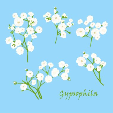 Şube güzel çizilmiş mavi zemin üzerine beyaz gypsophila kümesi