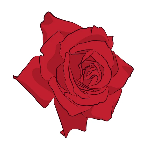 Bella rosa rossa, isolata su fondo bianco. Silhouette botanica del fiore. Colore di stilizzazione piatta — Vettoriale Stock
