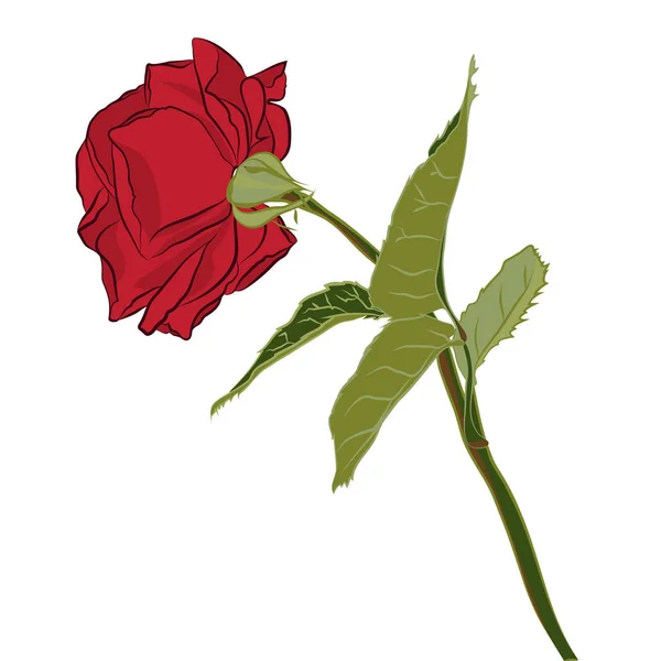 Hermosa rosa roja, aislada sobre fondo blanco. Silueta botánica de flor. Color de estilización plana — Archivo Imágenes Vectoriales