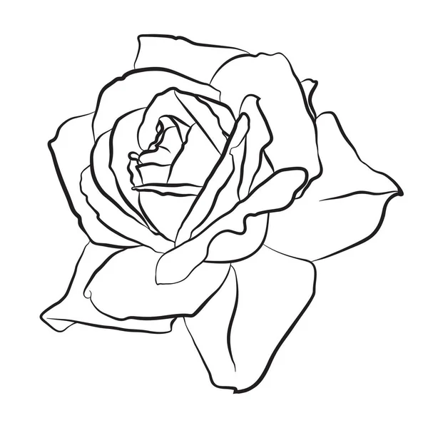 Belle esquisse dessinée à la main rose, contur noir isolé sur fond blanc. Silhouette botanique de fleur — Image vectorielle