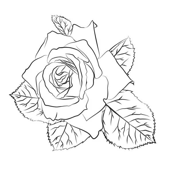 Hermoso dibujo dibujado a mano rosa, contur negro aislado sobre fondo blanco. Silueta botánica de flor — Vector de stock