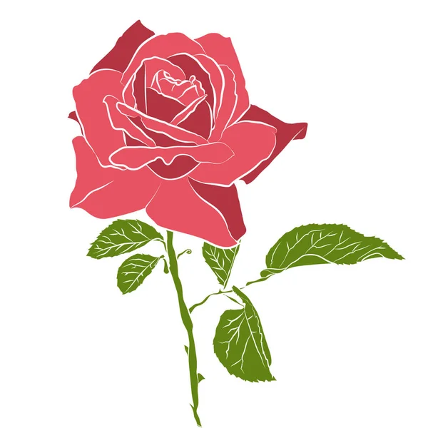 Hermosa rosa plantilla dibujada a mano, aislada sobre fondo blanco. Silueta botánica de flor — Archivo Imágenes Vectoriales