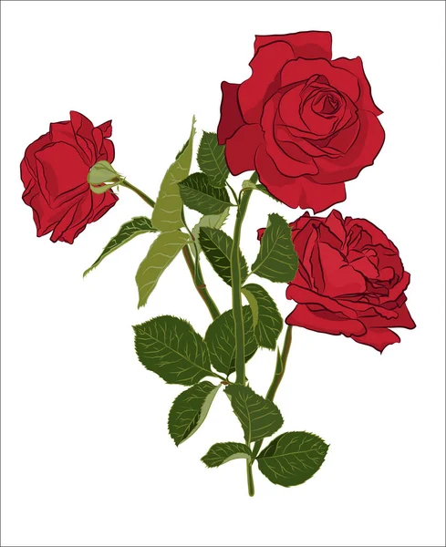 Bellissimo bouquet di rose rosse, isolato su sfondo bianco. Silhouette botanica del fiore. Colore di stilizzazione piatta — Vettoriale Stock