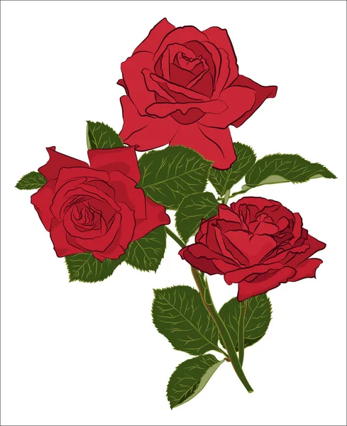 Belo buquê de rosas vermelhas, isolado no fundo branco. Silhueta botânica de flor. Cor de estilização plana —  Vetores de Stock