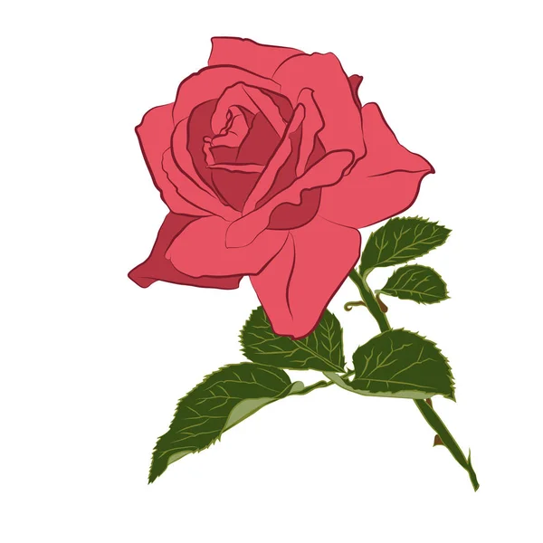Hermosa rama de rosa rosada, aislada sobre fondo blanco. Silueta de flor botánica. Estilización plana color vintage — Archivo Imágenes Vectoriales