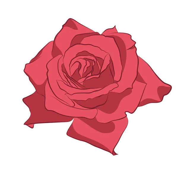 Rosa bonita, isolada sobre fundo branco. Silhueta botânica de flor. Estilização plana cor vintage —  Vetores de Stock